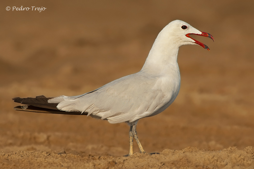 Gaviota de audouin (Larus audouinii)